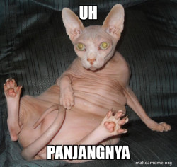 Hairless Cat