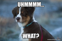 Unsure Dog