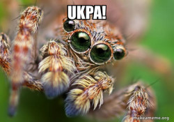 Hipster Spider