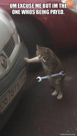 Mechanic Cat