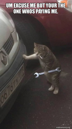 Mechanic Cat