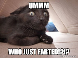 Schitzo Cat