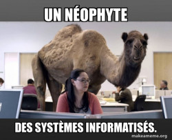 Hump Day Camel