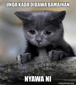 Confession Cat