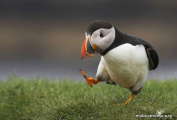 Unpopular Opinion Puffin