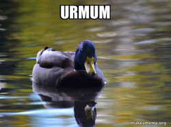 Zen Advice Mallard