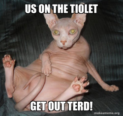 Hairless Cat