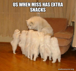 Storytelling Dog
