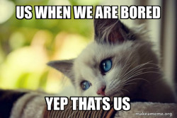 First World Cat Problems