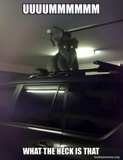 Drop Bear