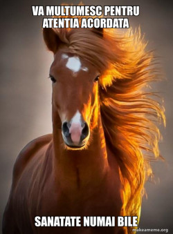 Ridiculously photogenic horse