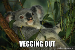 Laid Back Koala