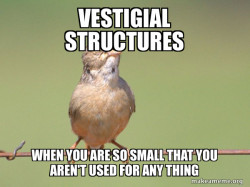 Common Opinion Sparrow