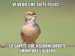 Common Opinion Sparrow