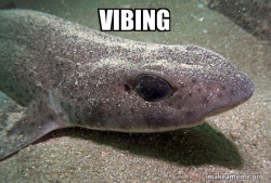 Dirty Joke Dogfish