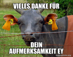 Hairless Cow