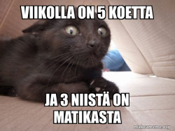 Schitzo Cat