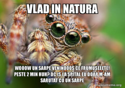 Hipster Spider