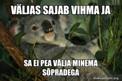 Laid Back Koala