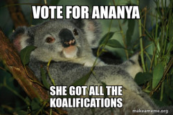 Laid Back Koala