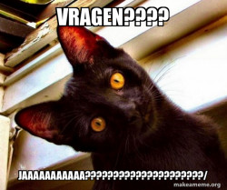 Overly Attached Cat