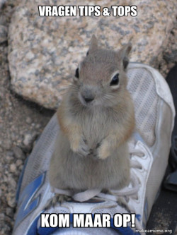 Standover Squirrel