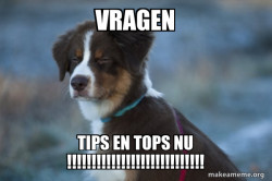 Unsure Dog
