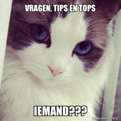 Ridiculously Photogenic Cat
