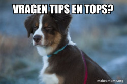 Unsure Dog