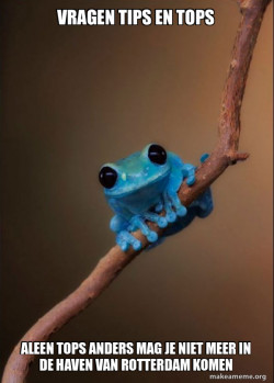 Small Fact Frog