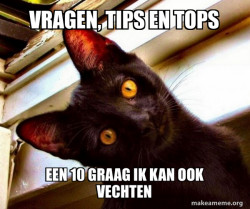 Overly Attached Cat