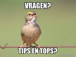 Common Opinion Sparrow