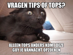 Schitzo Cat
