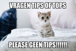 Cute Kitten