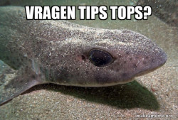 Dirty Joke Dogfish
