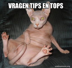 Hairless Cat