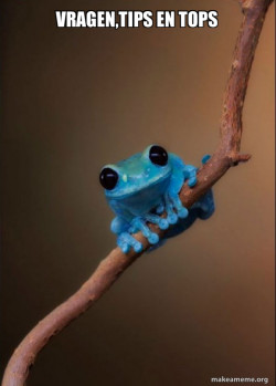 Small Fact Frog
