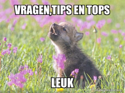 Baby Insanity Wolf