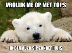 Popular Opinion Bear