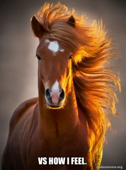 Ridiculously photogenic horse