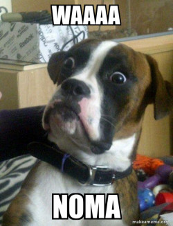 Skeptical Dog