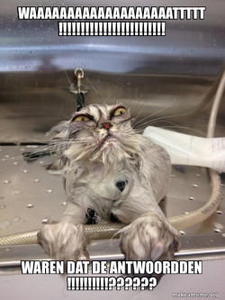 Cat Bath Returns