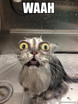 Cat bath