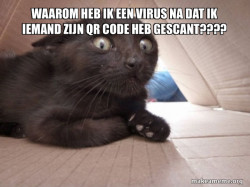 Schitzo Cat