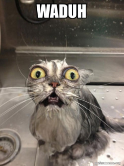 Cat bath
