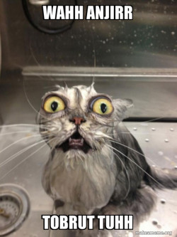 Cat bath