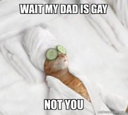 Pampered Cat Meme