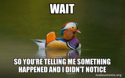Fashionable Advice Mallard