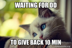 First World Cat Problems