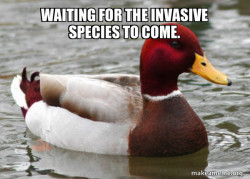 Malicious Advice Mallard